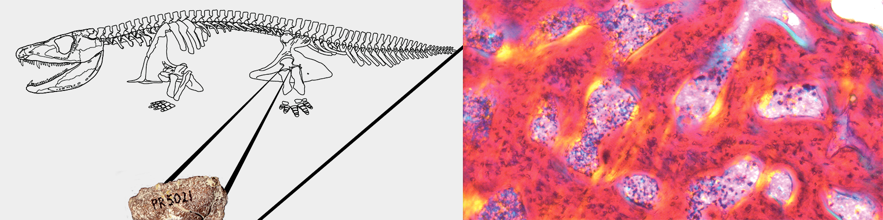 Illustration in a new publication from Dr. Megan Whitney explaining fossil bone histology reveals ancient origins for rapid juvenile growth in tetrapods.