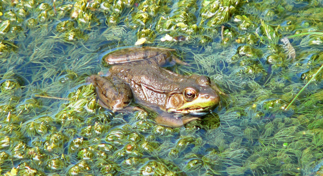 
Wildlife at the Retreat and Ecology Campus