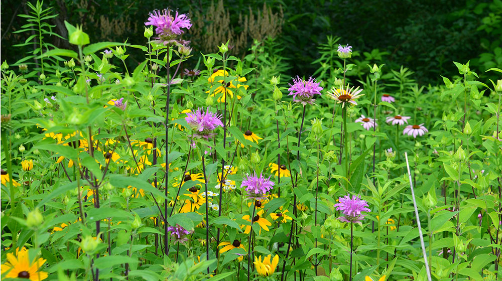 Seed collection and planting of native species