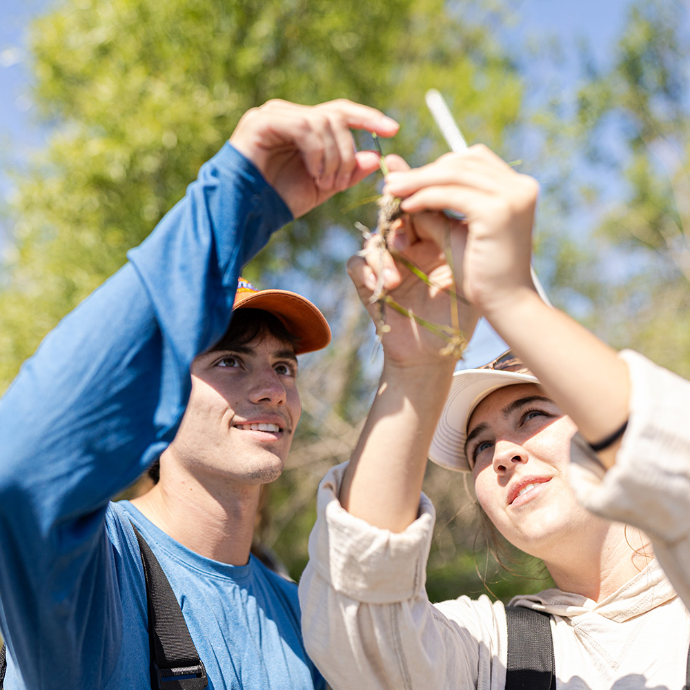 Students examine a plant outdoors