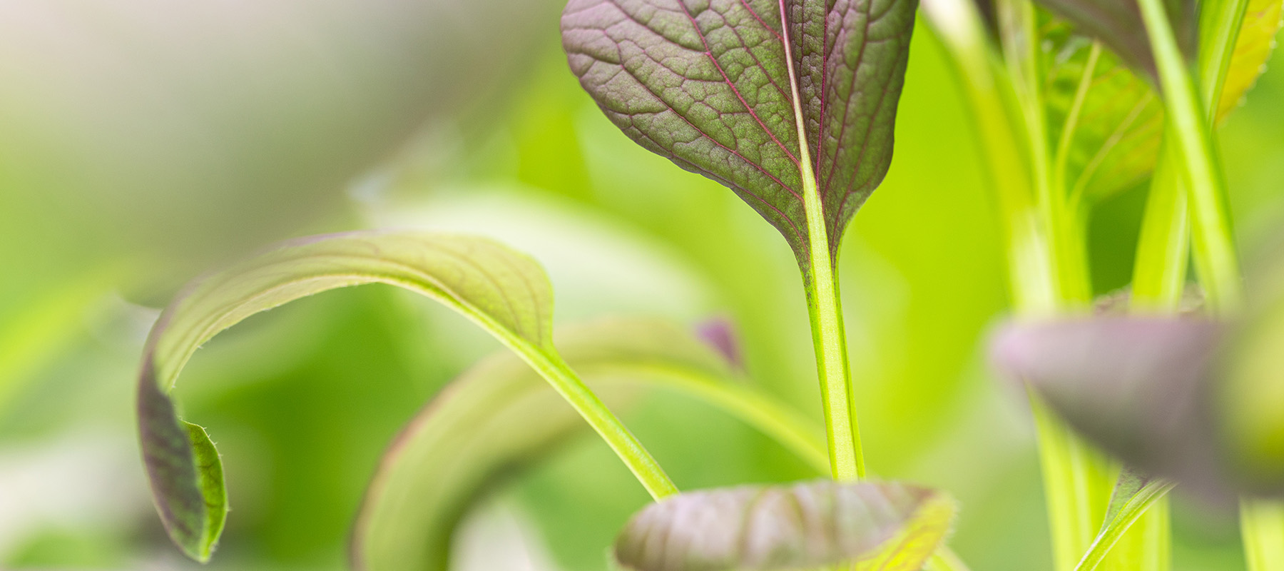 plants in the SES greenhouse